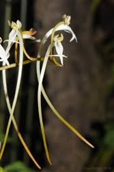 Image result for Solenangis