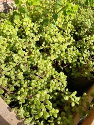 Image result for Crassula expansa