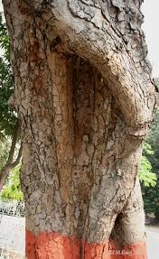 Image result for Kigelia africana