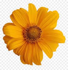 Yellow flower transparent clip art image 2 jpg. Transparent Background Yellow Flower Clipart Hd Png Download Vhv