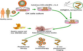 We did not find results for: Human Cik Cells Loaded With Au Nanorods As A Theranostic Platform For Targeted Photoacoustic Imaging And Enhanced Immunotherapy And Photothermal Therapy Nanoscale Research Letters Full Text