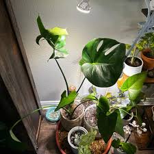 Image result for Nicolasia pedunculata