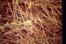 Image result for Spermacoce princeae