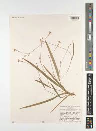 Image result for Aneilema petersii