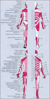 Dermatomes And Peripheral Nerves