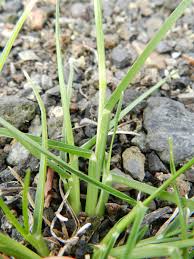 Image result for Tristachya