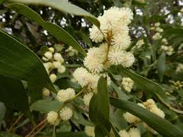 Image result for Acacia melanoxylon