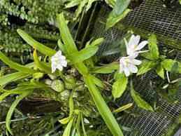 Image result for Polystachya cultriformis