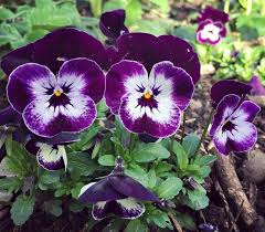 Wild and cultivated woodland violets, or viola, are edible, healthful and beautiful. How To Grow And Use Violas Sweet Viola Bath Soak Recipe
