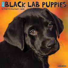 Black labrador retriever 4 years old, sitting in front of white background. Just Black Lab Puppies 2021 Wall Calendar Dog Breed Calendar Willow Creek Press 0709786055197 Amazon Com Books