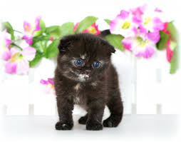 Don't miss what's happening in your neighborhood. Tortie Exotic Short Hair Kittensuperior Quality Persian Himalayan Kittens For Sale In A Rainbow Of Colors In Business For 32 Years