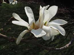 Image result for Magnoliaceae