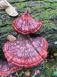 Image result for Ganoderma tsugae