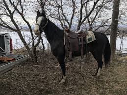 Classified listings of tennessee walking horses for sale. Tennessee Walking Horse Horses For Sale On Western Trail Rider
