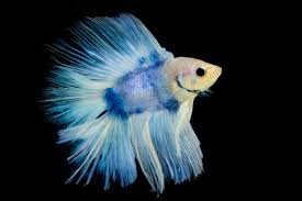 Come join the discussion about breeds, health, behavior, tanks, care, classifieds, and more! 37 Types Of Betta Fish Breeds Patterns Colors Tails With Pictures It S A Fish Thing