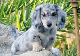 Sterling Black Cream Dapple Long Haired Mini Dachshund Dachshund Breed Dapple Dachshund Puppies