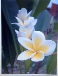 Pin On Nicaragua Nicoyan Pride