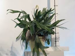 Image result for parožnatka Platycerium