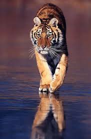 About Our Earth Wild Tiger Animals Beautiful Animals