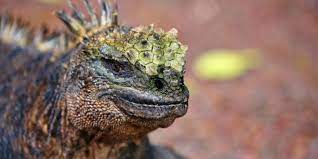 Beim ecuador tiere vergleichen, solltest du dich immer schon im voraus in einem ecuador tiere test über den jeweiligen bestseller informieren. Tiere Auf Galapagos Galapagos Ecuador Reisen Informationsportal