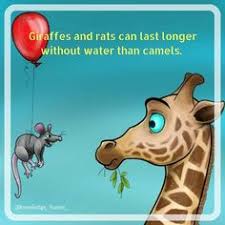 Many people think that the camel can last the longest without drinking water, but that is incorrect. 30 Kf Wildlife Ideas Wildlife Animals Cute Puppy Meme