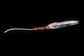 Image result for Fimbristylis complanata