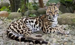 Kucing hutan ini merupakan hewan penyendiri sehingga sulit diketahui kebiasaannya di alam liar. Daftar Harga Kucing Hutan Cara Merawatnya Republik Seo