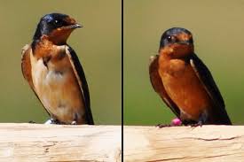 Immunocompetence of nestling barn swallows in relation to brood size and parental effort. Darker Feathers Give Barn Swallows Health Benefits Cornell Chronicle