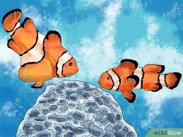 How To Breed Clownfish 15 Steps With Pictures Wikihow