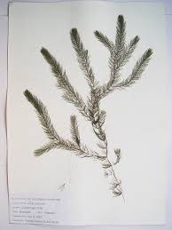 Image result for Ceratophyllum