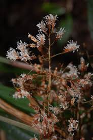 Image result for Hypolytrum heteromorphum