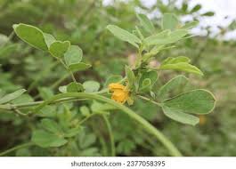 Image result for Cassia thyrsoidea