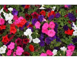 Image result for Petunia axillaris