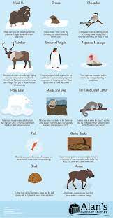 Animals through time fossils, animal survival, & heredity 2nd grade, 3rd grade, 4th grade. Infographic How Animals Survive The Winter Recoil Offgrid