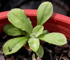 Image result for Gnaphalium