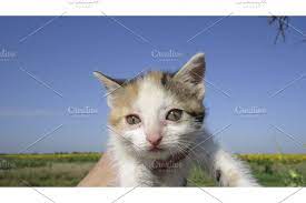 Mating Domestic Cats Domestic Cat Black Dog Cats