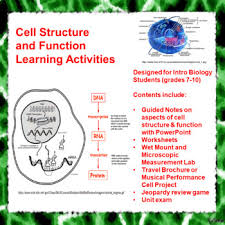 Cilia and flagella are structurally identical structures. Cell Size Worksheets Teaching Resources Teachers Pay Teachers