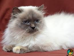 Report suspicious listings by clicking on. Himalayan Cat Breed Ukpets