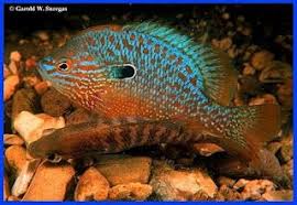 The Brim As They Are Called Colloquially Here In Alabama Are Longear Sunfish Lepomis Megalotis This Is A Male In Full Color Cool Fish Fish Freshwater Fish