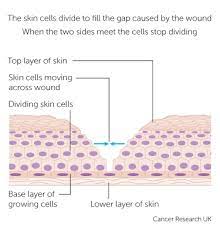 We did not find results for: How Cells And Tissues Grow Cancer Research Uk