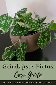 Scindapsus pictus exotica leaves curling. How To Care For Scindapsus Pictus Satin Pothos Plants And Pondering