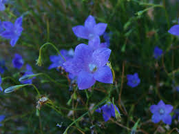 Image result for Wahlenbergia ramosissima