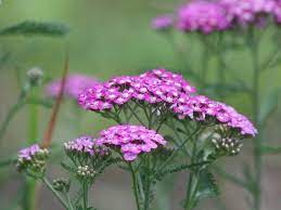 We did not find results for: 30 Common Poisonous Flowering Plants You Must Know To Avoid Florgeous