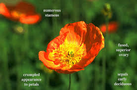 Image result for Papaveraceae