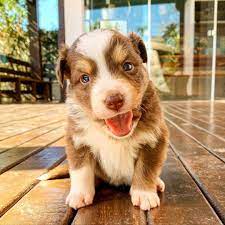 Located in nashville, tennessee, we are a small, local family business that responsibly breeds purebred border collie puppies and ensures that each finds a loving, happy family. Border Collie Puppies For Bordercollie Puppies For Sale Facebook