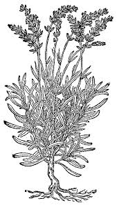 Lavender Flower Growing On The Ground Coloring Pages Download Print Online Coloring Pages For Free Online Coloring Pages Lavender Flowers Coloring Pages