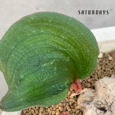 Image result for Eriospermum