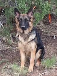 Please check out the facebook vintar german shepherd for more information and updates. Home