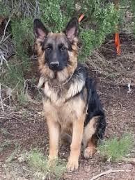 According to the fci, the breed's english language name is german shepherd dog. Home