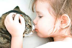 It can be hard to inform how old your cat is if you haven't had him since birth. How To Convert Your Cat S Age To Human Years Litter Robot Blog